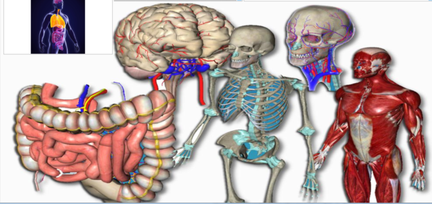 Health Analyzer Detector